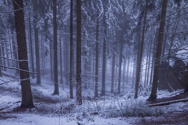 Winter weather on the Gohrisch (447) (8 metres) The Gohrisch is a table mountain in the left-elbe