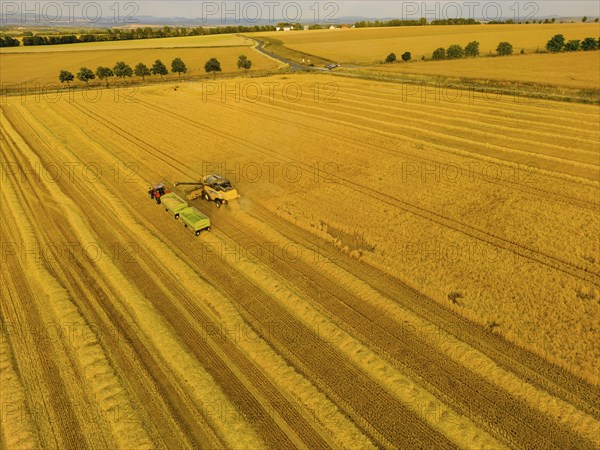 Grain harvest in a field near Babisnau on the outskirts of Dresden