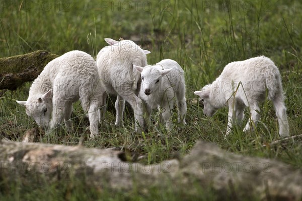 Young domestic sheep (Ovis gmelini aries) captive, Sababurg Zoo, Hofgeismar, Reinhardswald, Hesse,