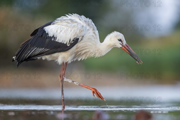 White Stork (Ciconia ciconia), white stork in shallow water foraging, wading, fishing, UNESCO