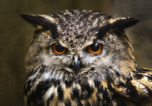 Eurasian eagle-owl (Bubo bubo) portrait, captive in Sababurg Zoo, Hofgeismar, Reinhardswald, Hesse,
