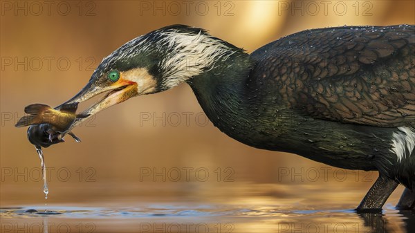 Great cormorant (Phalacrocorax carbo) with catfish as prey, hunting, fishing, preying, sunrise,