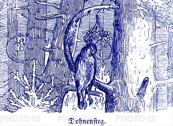 Krammetsvogel caught in Dohnensteg, trap for birds, Hubertus hunting and hunting scenes, branch