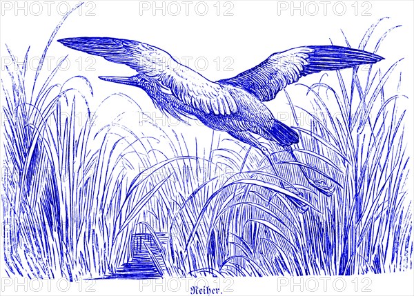 Heron in the reeds, Hubertus hunting and hunting scenes, wild animals, lake, flying, wings,