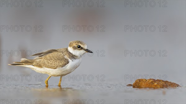 Ringed Plover (Charadrius hiaticula) Juvenile plover, foraging on a gravel bank, UNESCO Biosphere