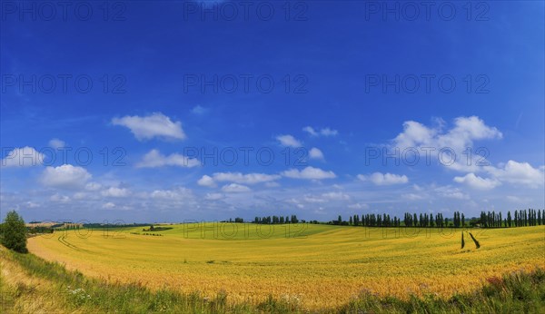 Fields near Lommatzsch