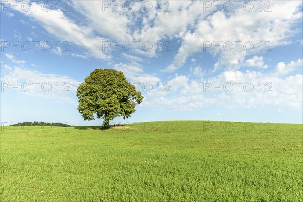 Lone tree on a hill in the French countryside. Jura, Lons-le-Saunier, Burgundy-Franche-Comte,