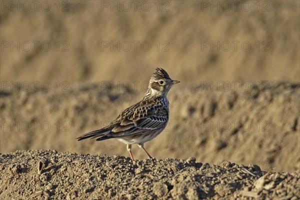 Skylark, Alauda arvensis, Eurasian skylark