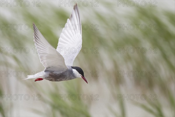 White-bearded Tern, Chlidonias hybrida, Whiskered Tern