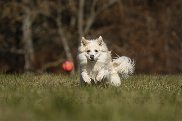 Ball games with my Icelandic dog
