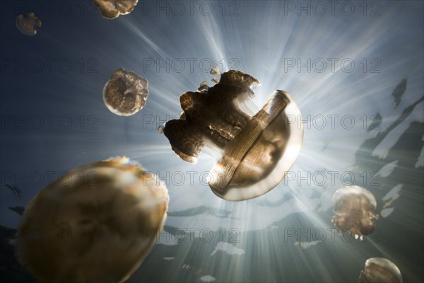 Mastigias jellyfish, Mastigias papua etpisonii, Jellyfish Lake, Micronesia, Palau, Oceania