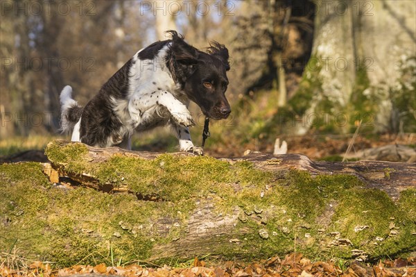 Jumping Small Munsterlander