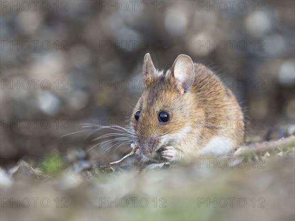 A yellow-necked mouse eats a sprouted sunflower seed