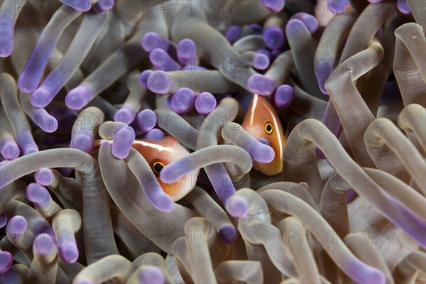 Collared anemonefish hiding in an anemone, Amphiprion perideraion, Komodo National Park, Indonesia,