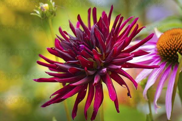 Dahlias (Dahlia), double, red, close-up flower, Ternitz, Lower Austria, Austria, Europe