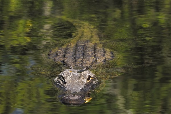 American alligator (Alligator mississippiensis), in a swamp landscape, Everglades National Park,