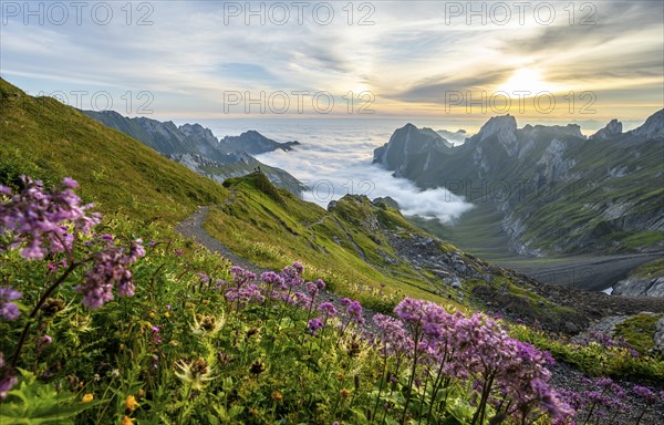 Purple flowers on a mountain meadow, view over Säntis mountains into the valley of Meglisalp at
