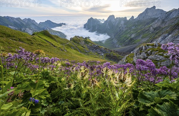 Thistles and purple flowers on a mountain meadow, view over Säntis mountains into the valley of