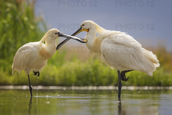 Spoonbill eurasian spoonbill (Platalea leucorodia), breeding bird, summer bird, foraging, mudflats,