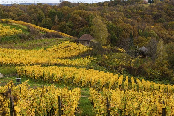 Vineyards in the Spaargebirge near Meissen