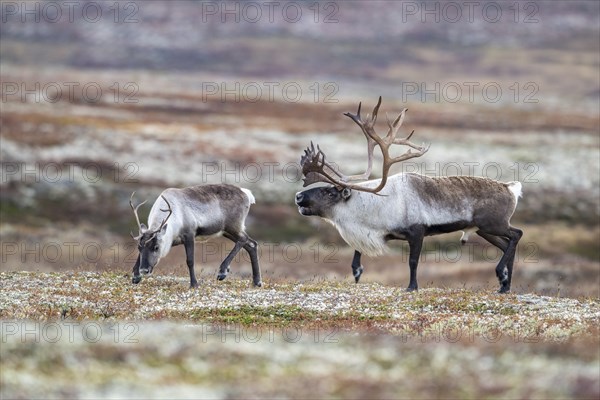 Wild mountain reindeer (Rangifer tarandus tarandus), bull courting female, in autumn tundra,