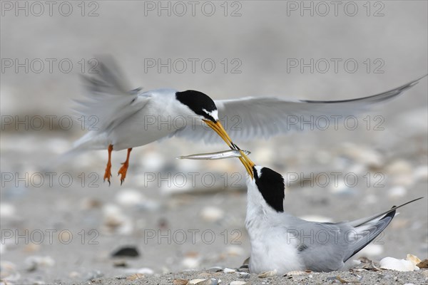 Little Tern (Sternula albifrons), cock hands a fish to breeding partner in flight, feeding the