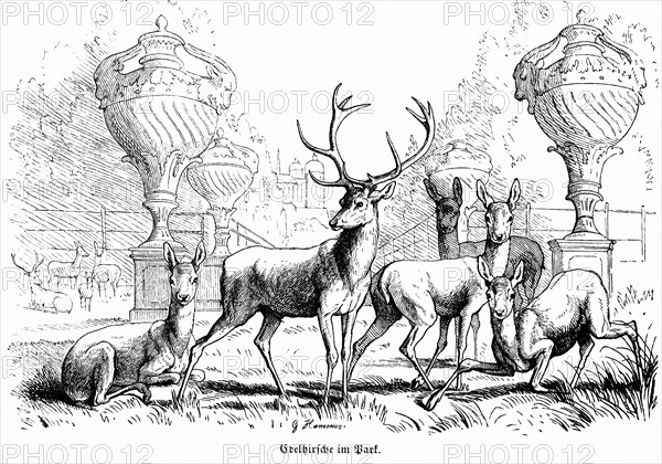 Several noble stags in a park, fallow deer, antlers, roe deer, stag, castle, Hubertus hunt, hunting
