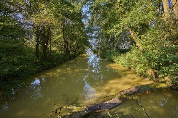 River, floodplain forest, morning, summer, Tiebel estuary, Steindorf am Lake Ossiach, Lake Ossiach,