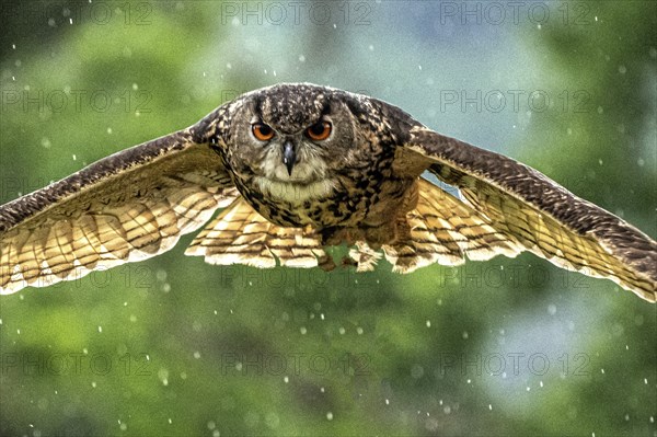 Eurasian eagle-owl (bubo bubo) captive, Riegersburg, Styria, Austria, Europe