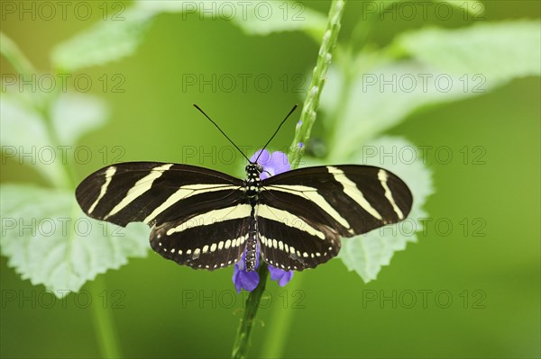 Zebra longwing (Heliconius charithonia) on a blossom, captive, Germany, Europe