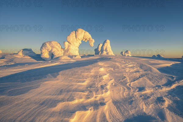 Snowed-in trees, winter landscape, Riisitunturi National Park, Posio, Lapland, Finland, Europe