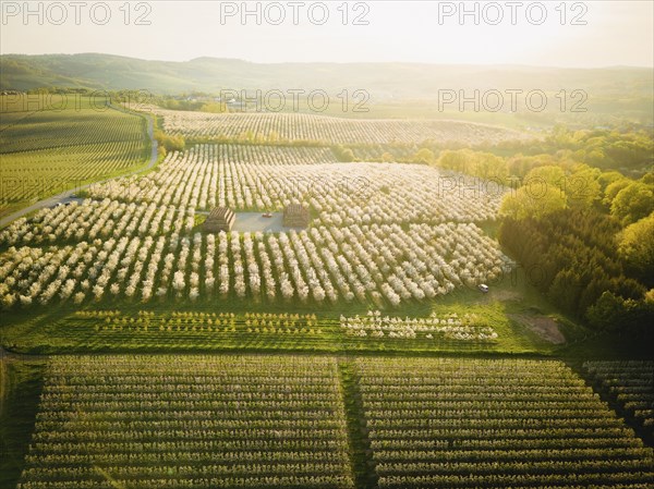 Blooming apple orchards in Wittgensdorf