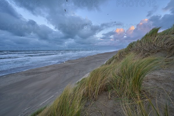 Sand dune, Sea, Marram Grass, Wind, Clouds, Zandvoort, North Sea, North Holland, Netherlands
