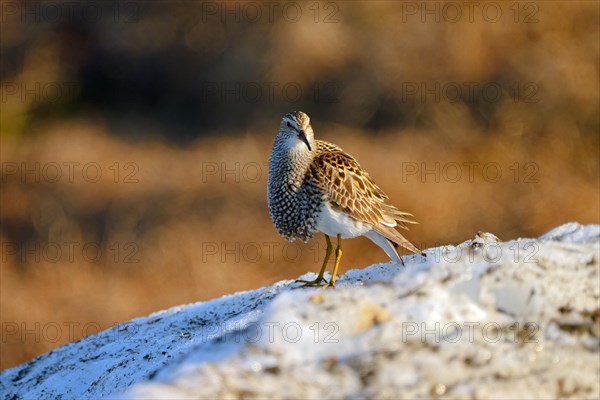 Pectoral sandpiper (Calidris melanotos) in breeding plumage, male, standing on old snow, Utqiagvik,