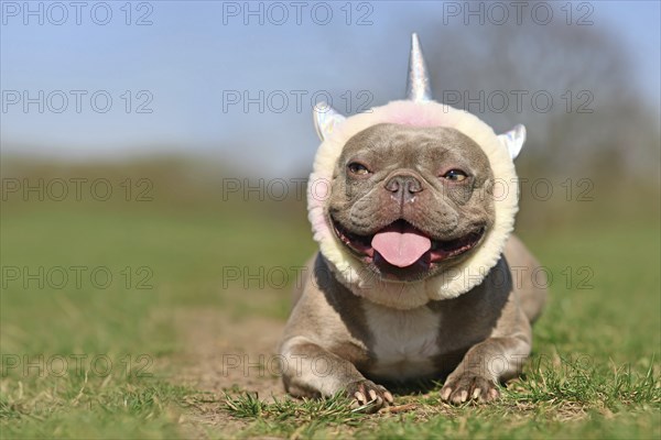 Funny lilac French Bulldog dog with fluffy unicorn headband and tongue sticking out lying on grass