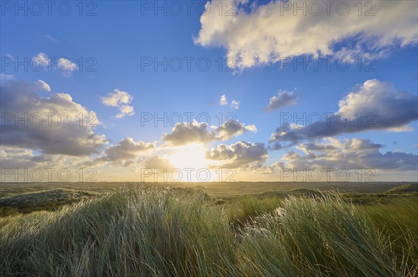 Sand dune, dune grass, wind, sunrise, clouds, Amsterdam water line dunes, Zandvoort, North Sea,