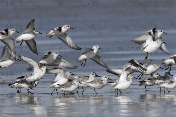 Sanderling (Calidris alba), in a light plumage, resting flock foraging in the mudflats, Lower