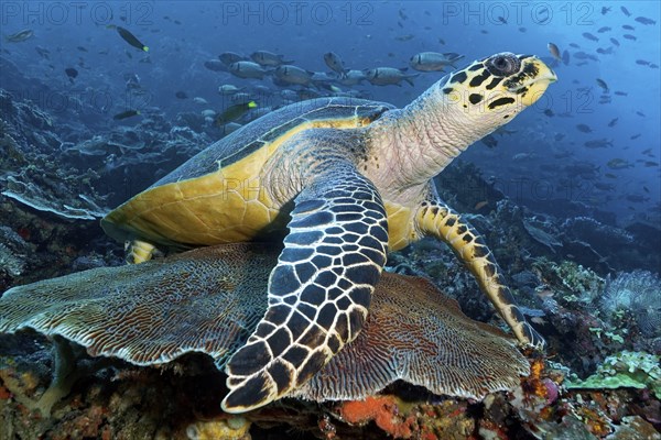Hawksbill sea turtle (Eretmochelys imbricata) resting on Favia brain coral (Platygyra lamellina) in