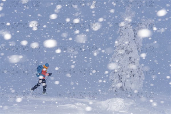 Skiers in the snow, Dundret Nature Reserve, Gällivare, Norrbotten, Lapland, Sweden, Sweden,