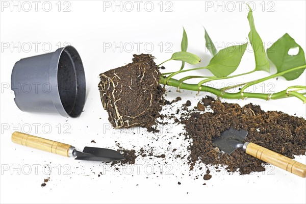 Repotting houseplant with roots in soil, flower pot and garden equipment on white background