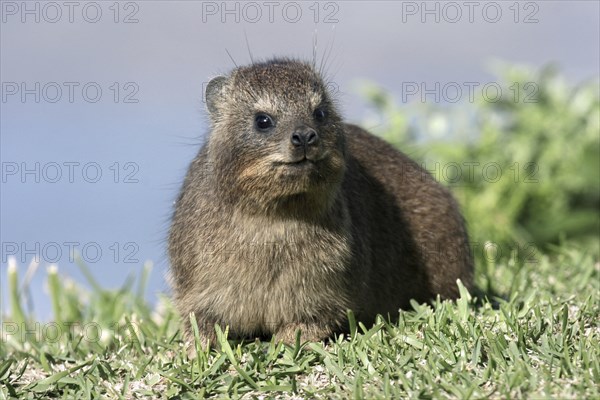 Rock hyrax (Procavia capensis), Cape hyrax, Tsitsikamma Coastal National Park, South Africa, Africa