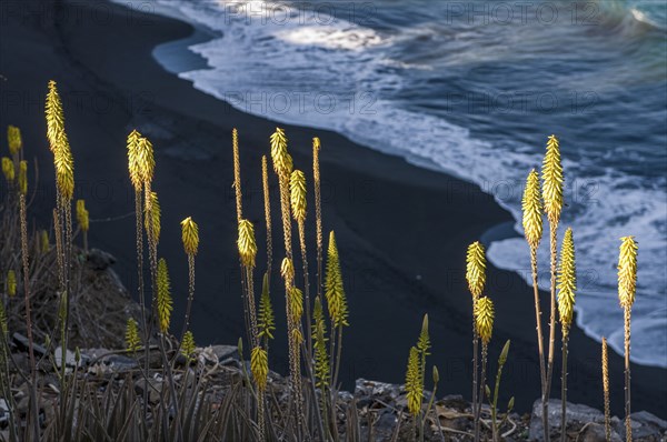 Grasses at coast of San Felipe. Vulcano Fogo. Fogo. Cabo Verde. Africa