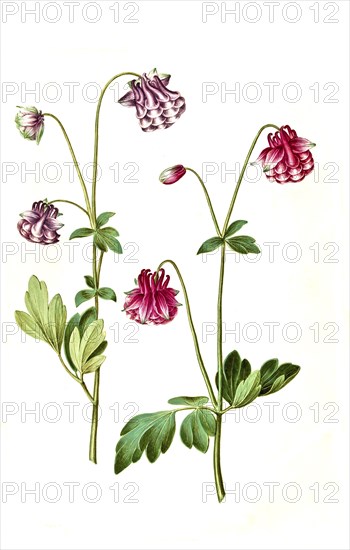 European columbine (Aquilegia vulgaris), Historic, digitally restored reproduction from a 19th