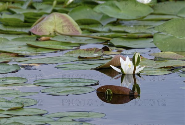 European white waterlilies (Nymphaea alba) on the water of Lacul Isaccel, a lake in the Danube