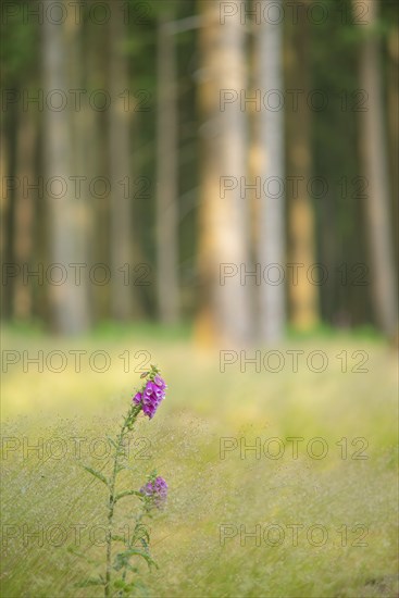 Common foxglove (Digitalis purpurea), spruce forest, Deister, Calenberger Bergland, Hameln Pyrmont,
