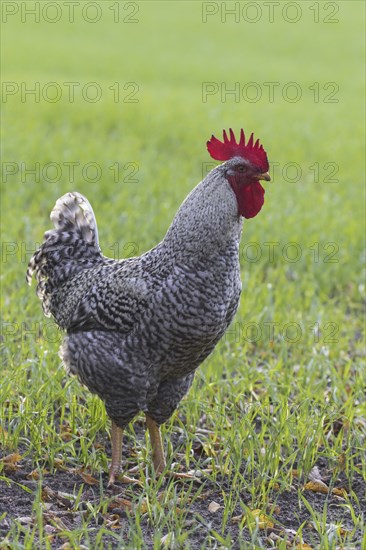 Plymouth Rock chicken, American breed of domestic chickens, free range Barred Rock cock, rooster in