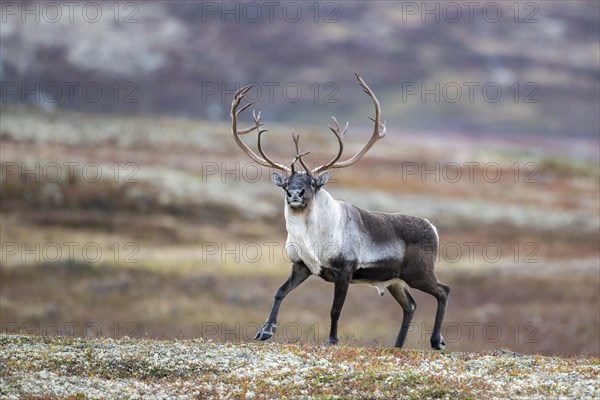 Wild mountain reindeer (Rangifer tarandus tarandus), bull in autumn tundra, Forollhogna National