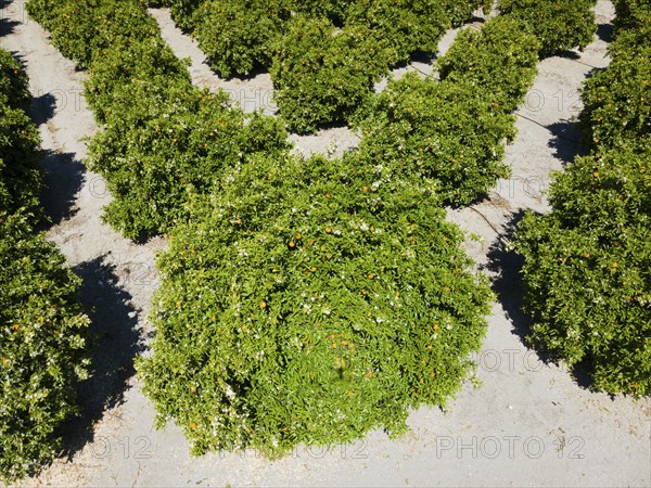 Drone shot, orange plantation, Skala, Mani, Lakonia, Peloponnese, Greece, Europe