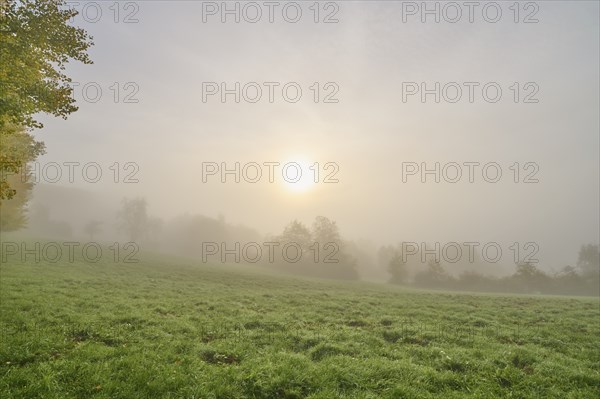 Meadow landscape, trees, forest, fog, haze, sunrise, Kirchzell, Amorbach, Odenwald, Bavaria,
