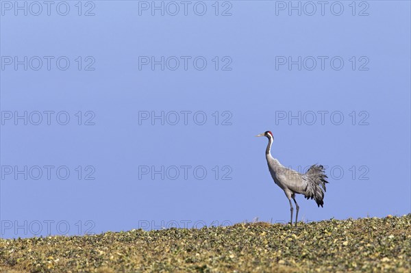 Common crane, Eurasian crane (Grus grus) standing in field during late winter migration